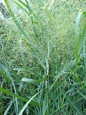 Panicum virgatum