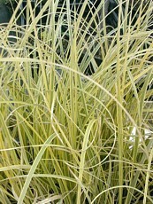 Cortaderia selloana ´Rendatieri´