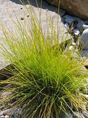 Deschampsia flexuosa´Tatra Gold´