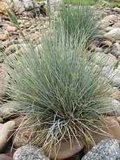 Festuca glauca 