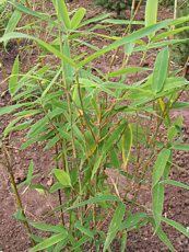 Fargesia murielae ´Jumbo´ Fargesia murielae ´Jumbo´