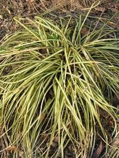 Carex hachijoensis´Ever Gold´