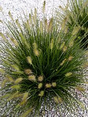 Pennisetum alopecuroides ´Little Bunny´