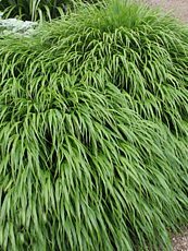 Hakonechloa macra Hakonechloa macra
