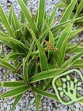 Carex siderosticha 'Variegata'