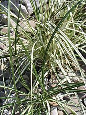 Carex riparia 'Variegata'