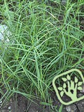 Carex muskingumensis 'Little Midge'