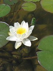 Nymphaea alba