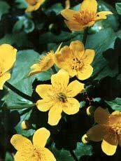 Caltha palustris Caltha palustris