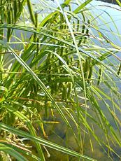 Carex pendula