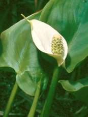 Calla palustris