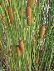 Typha laxmanii