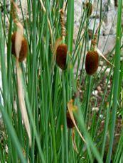 Typha minima