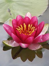 Nymphaea hybrida ´Aurora´