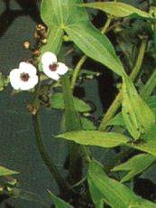 Sagittaria latifolia