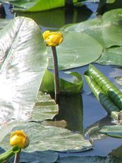 Nuphar lutea