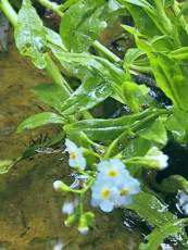 Myosotis palustris Myosotis palustris