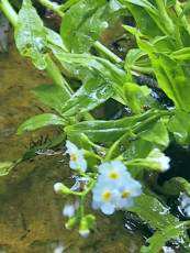 Myosotis palustris