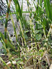 Scirpus tabernaemonttani ´Zebrinus´