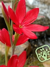 Schizostylis coccinea ´Major´