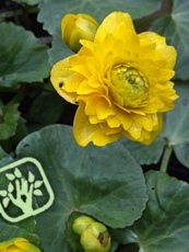 Caltha palustris ´Multiplex´