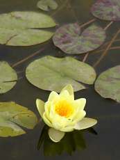 Nymphaea ´Sulphurea´