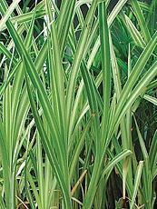 Typha latifolia ´Variegata´