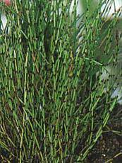 Equisetum scirpoides