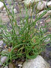 Juncus effusus´Spiralis´