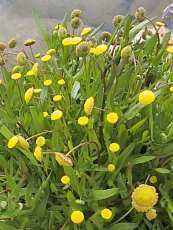 Cotula coronopifolia