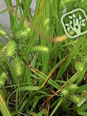 Carex pseudocyperus