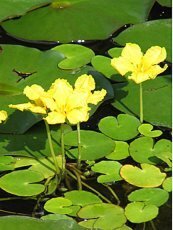 Nymphoides peltata