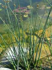 Scirpus lacustris