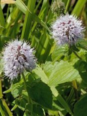 Mentha aquatica