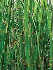 Equisetum hyemale