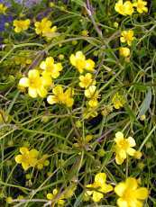 Ranunculus flammula Ranunculus flammula