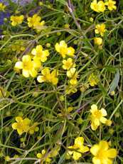 Ranunculus flammula