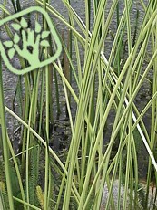 Scirpus lacustris ´Albescens´