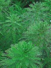 Myriophyllum aquaticum