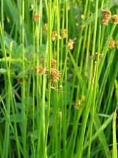 Juncus effusus