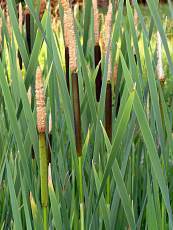 Typha latifolia 