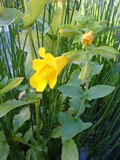 Mimulus luteus