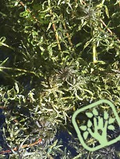 Elodea canadensis