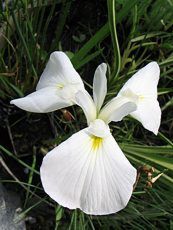 Iris kaempferi ´Mont Blanc´