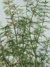 Myriophyllum spicatum