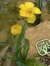 Ranunculus lingua