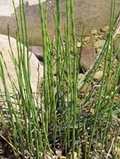 Equisetum fluviatile