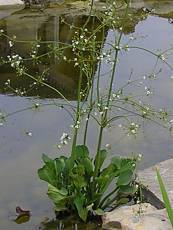 Alisma parviflora