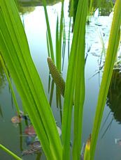 Acorus calamus Acorus calamus