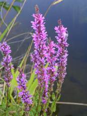 Lythrum salicaria